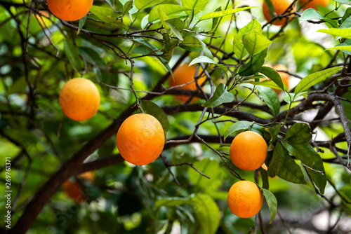 orange fruit on the trees