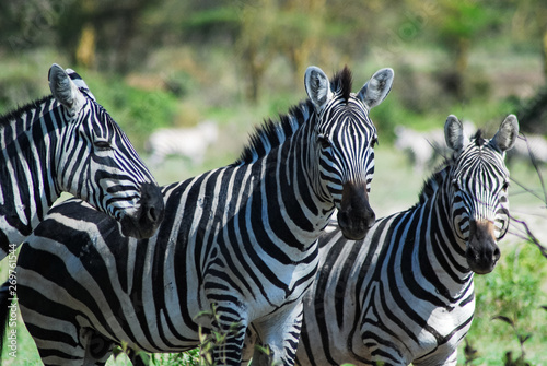 Fototapeta Naklejka Na Ścianę i Meble -  Three Zebras