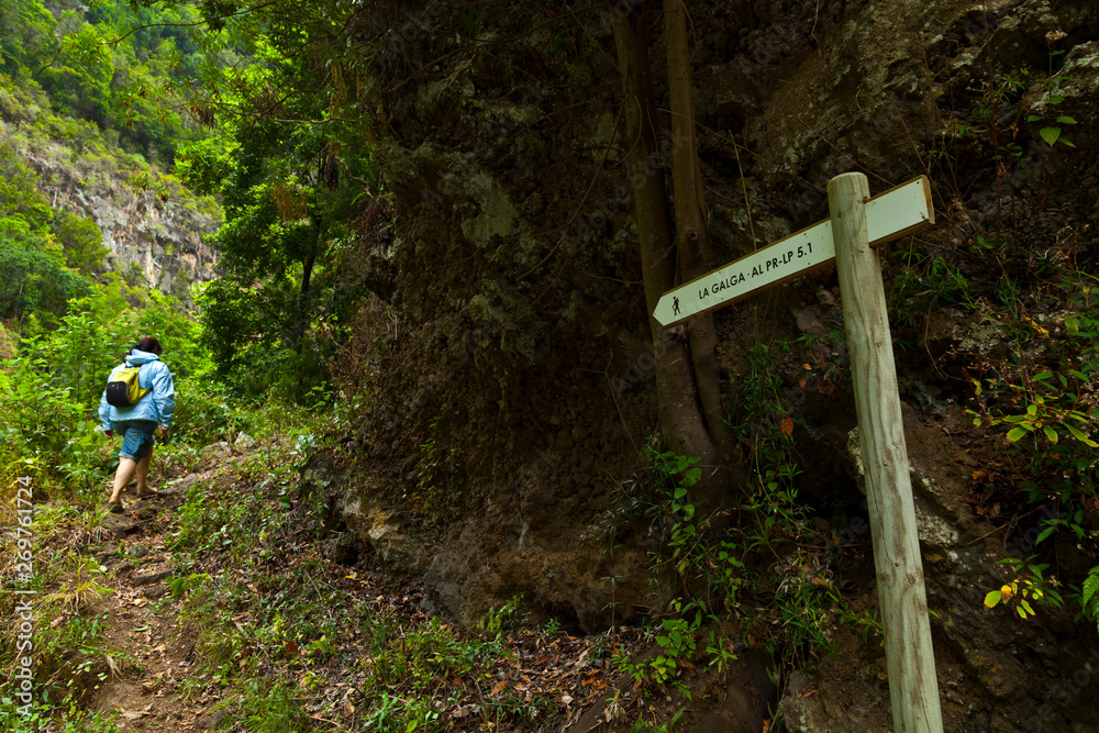 Senderismo en bosque de laurisilva. Barranco Cubo de La Galga. Pueblo