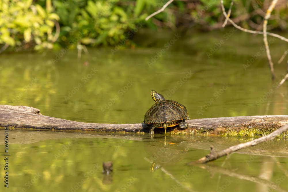 Obraz premium Eine Gelbwangen-Schmuckschildkröte auf einem Baumstamm in einem Biotop