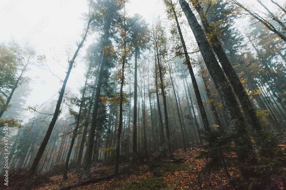 Foggy forest 