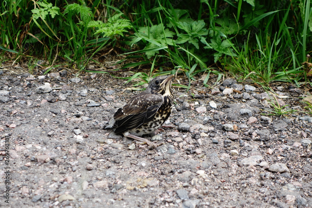 Baby thrush fledgling on ground and grass speckled