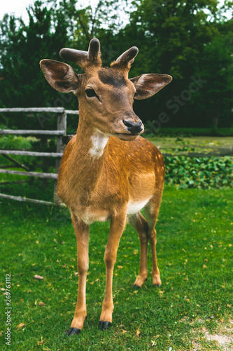 Cute baby deer in nature © Jan