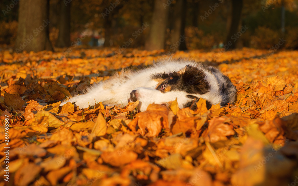 Dog breed the Australian shepherd, Aussie, lies in yellow leaves Dog breed the Australian shepherd, Aussie, lies in yellow leaves