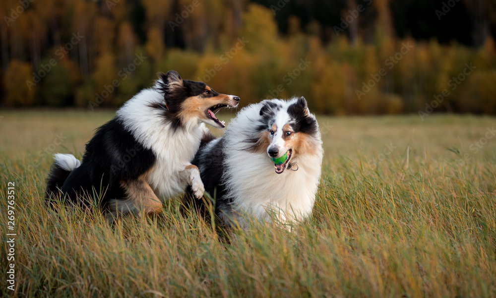 Two fluffy dogs, an adult and a collie puppy, play with each other and with a toy at sunset