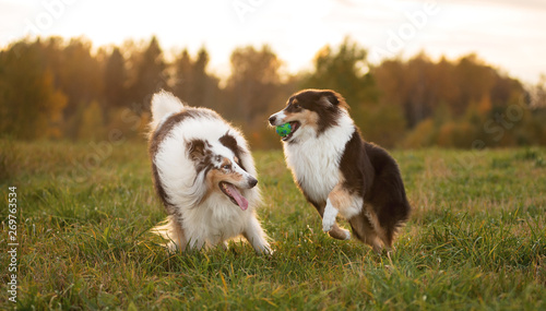 Two fluffy dogs, an adult and a collie puppy, play with each other and with a toy at sunset