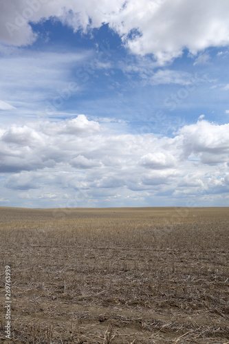 Spring Wheat Field In Dry Weather  © Cody