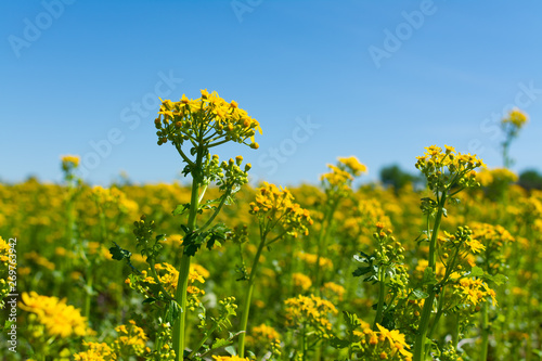 Balsam Ragwort