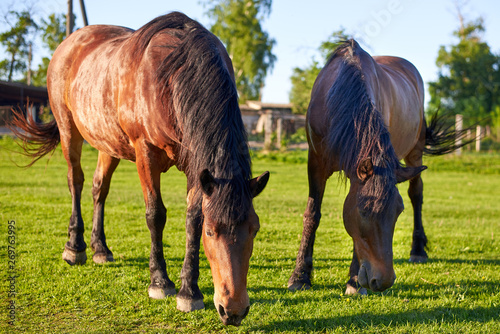 Beautiful healthy horses graze on green grass in the meadow. The theme of agriculture and livestock.