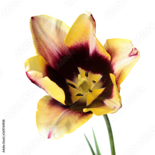 Dark burgundy and pale yellow tulip flower close-up isolated on white background. Single-flowered cultivar Gavota from Triumph Tulip Group photo