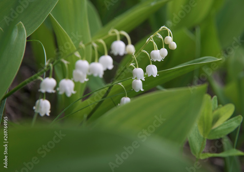 lilies of the valley. May . Moscow , Russia. Mitino Landscape Park