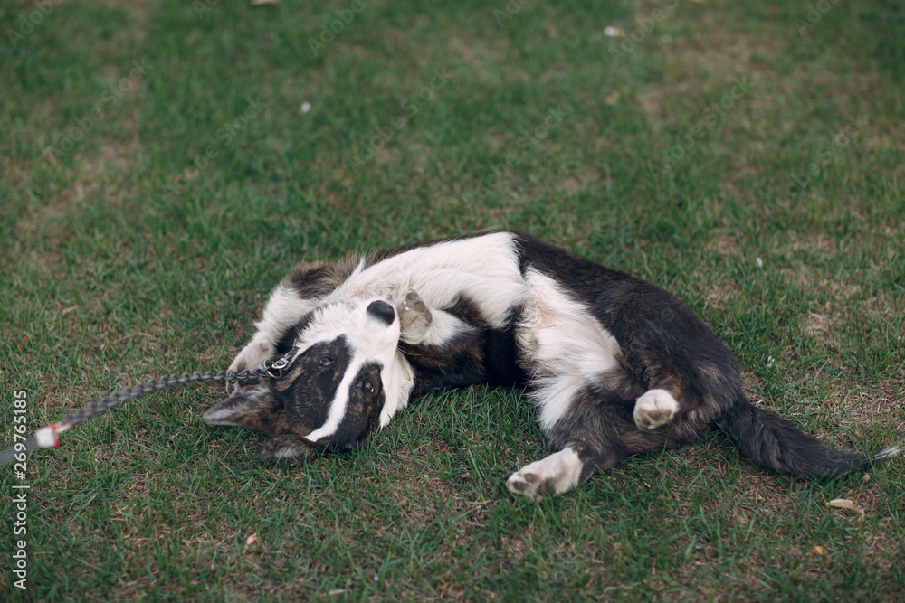 Corgi welsh cardigan puppy dog on grass Corgi welsh cardigan puppy dog on grass