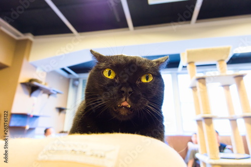 Obraz na płótnie cat in box w salonie