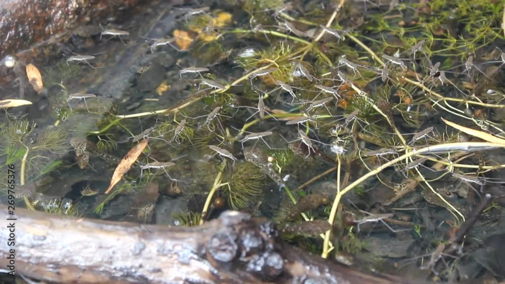 Unknown Tadpoles and Water Striders Unknown Tadpoles and Water Striders