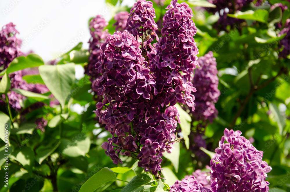 Lilac inflorescence, flowering branch of lilac on a bush Lilac inflorescence, flowering branch of lilac on a bush