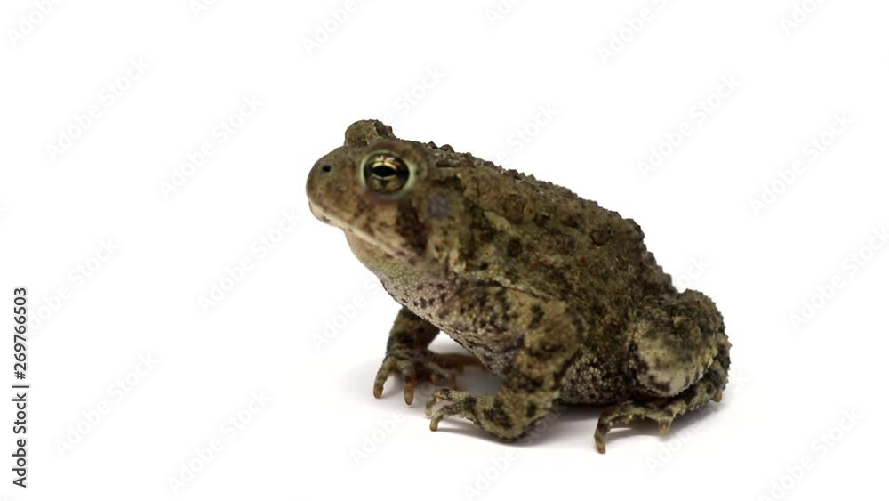 Dwarf American Toad ( Anaxyrus americanus  charlesmithi )
