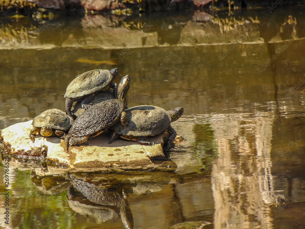 Fototapeta premium The European pond turtle.