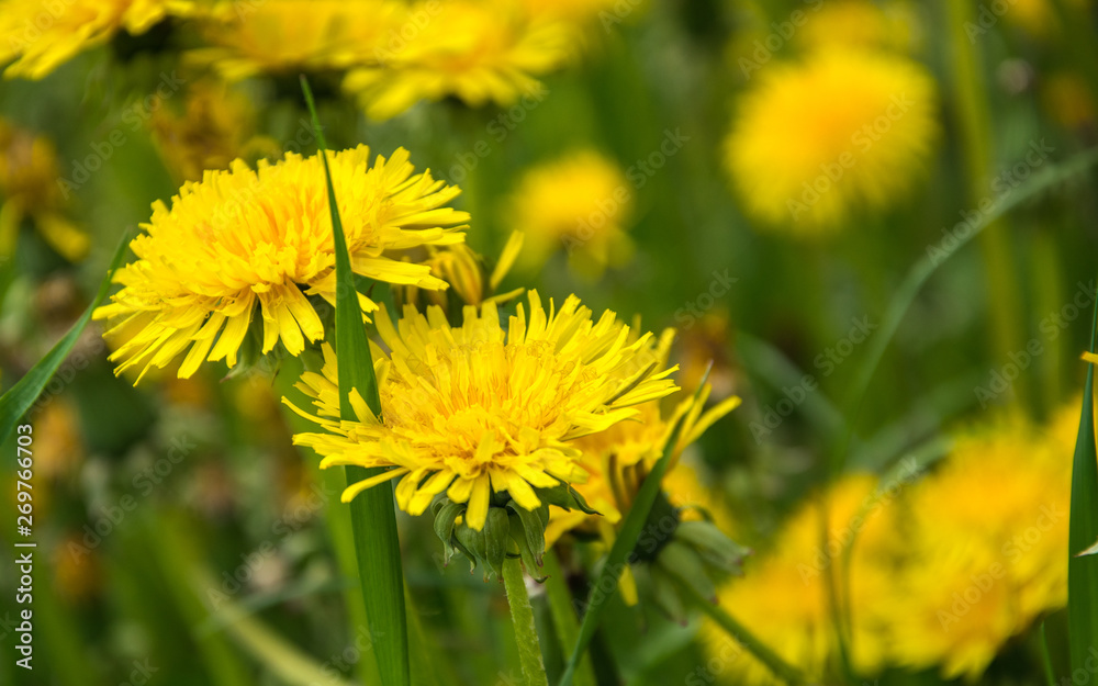 Yellow dandelions. Bright flowers dandelions on the field. Yellow dandelions. Bright flowers dandelions on the field.