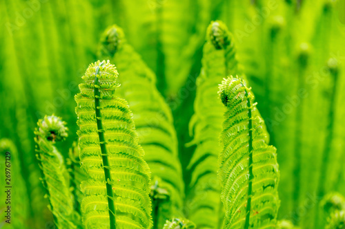 Fern blooms in spring. Fresh plant.