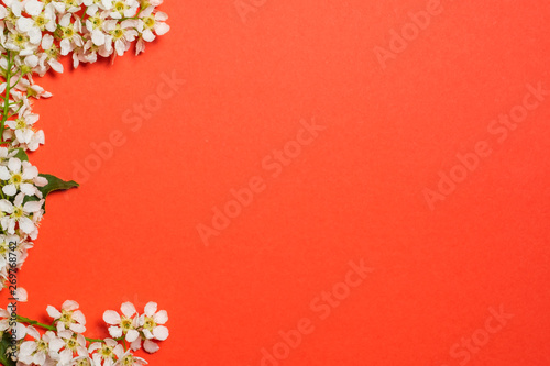 Bird cherry blossom branch on red background.