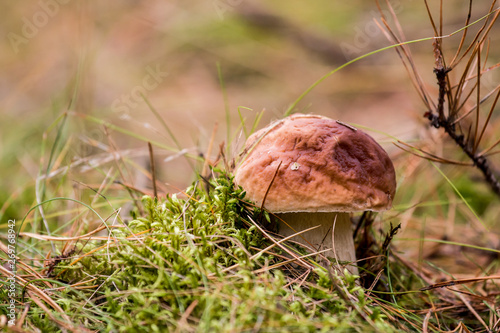 Fototapeta Naklejka Na Ścianę i Meble -  mushroom in the grass