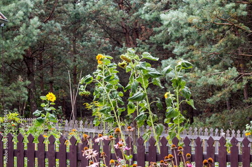 Fototapeta Naklejka Na Ścianę i Meble -  sunflowers in forest