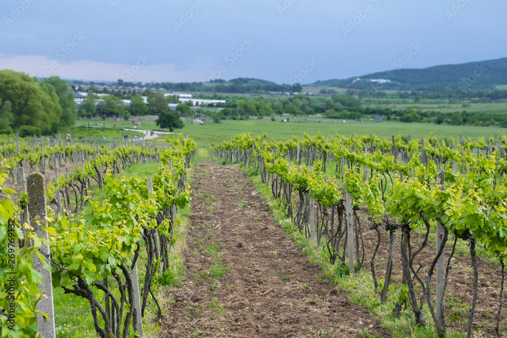beautiful green landscape with vineyards