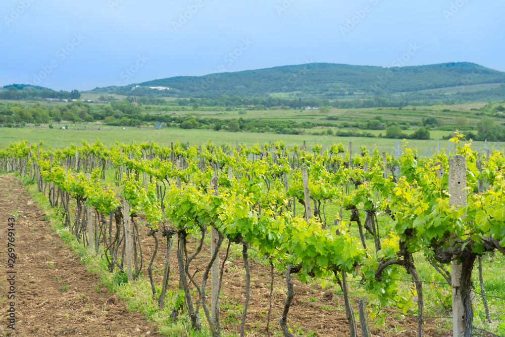 green vineyards countryside on summer day