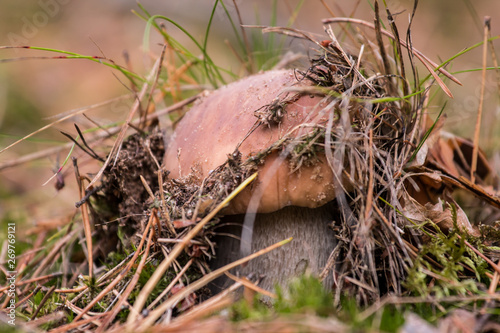 Fototapeta Naklejka Na Ścianę i Meble -  mushroom in the grass
