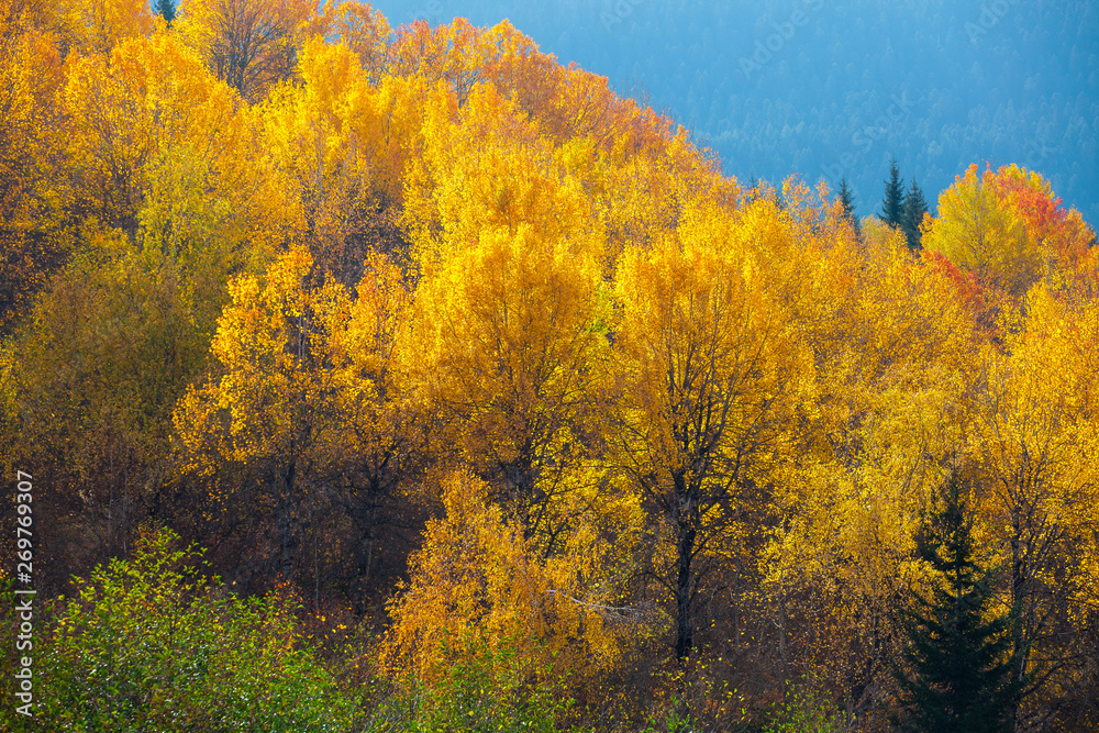 colorful trees in the mountains of Svaneti in the fall. Beautiful autumn landscape