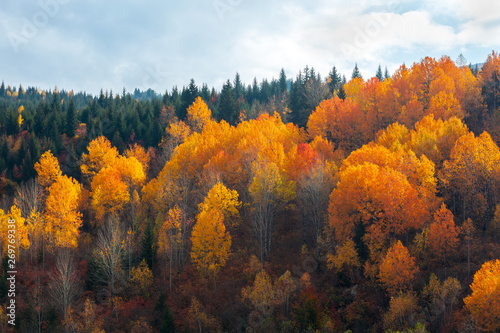 colorful trees in the mountains of Svaneti in the fall. Beautiful autumn landscape