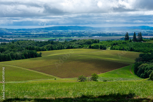 A view of blocks of vineyard with shadows from clouds, spring green and tilled rows, surrounded by trees, blue hills in the distance.