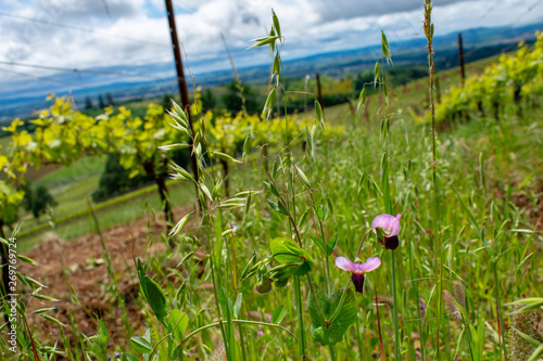 A cover crop of oats and purple vetch grows between rows of vines in an Oregon vineyard under a cloudy sky.