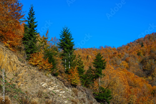 colorful trees in the mountains of Svaneti in the fall. Beautiful autumn landscape.