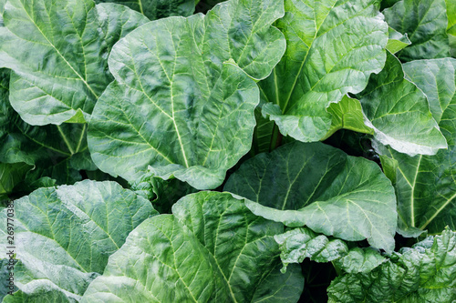 rhubarb plant with big green leaves in garden