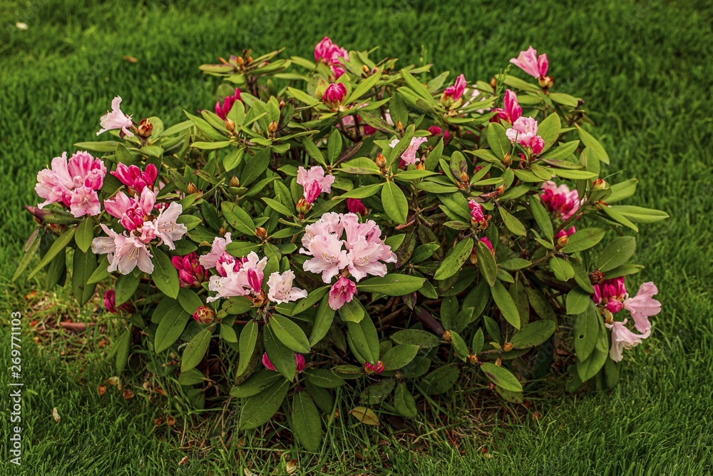 Close up view ofrhododendron flower blooming on green grass background. Beautiful backgrounds.