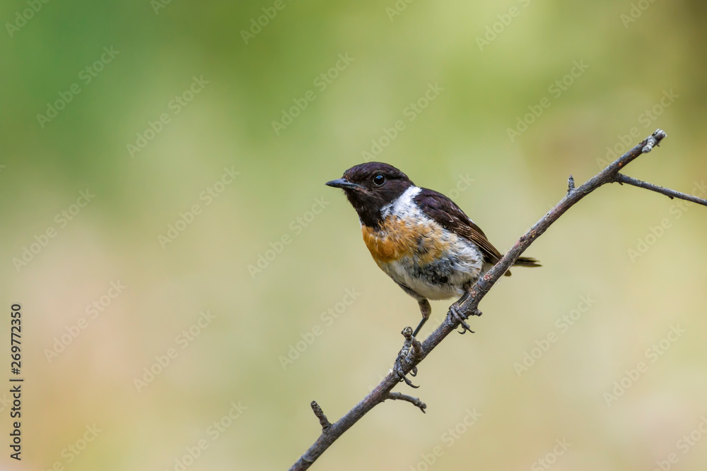 Cute little bird Stonechat. Green Nature background. Bird: European Stonechat. Saxicola rubicola. Cute little bird Stonechat. Green Nature background. Bird: European Stonechat. Saxicola rubicola.