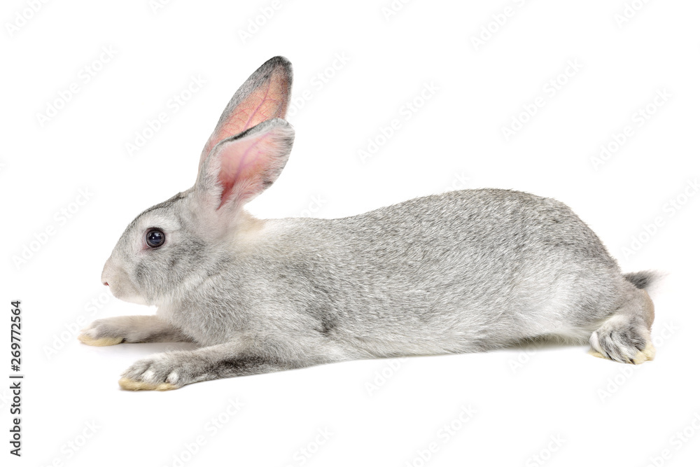Obraz premium grey rabbit on a white background
