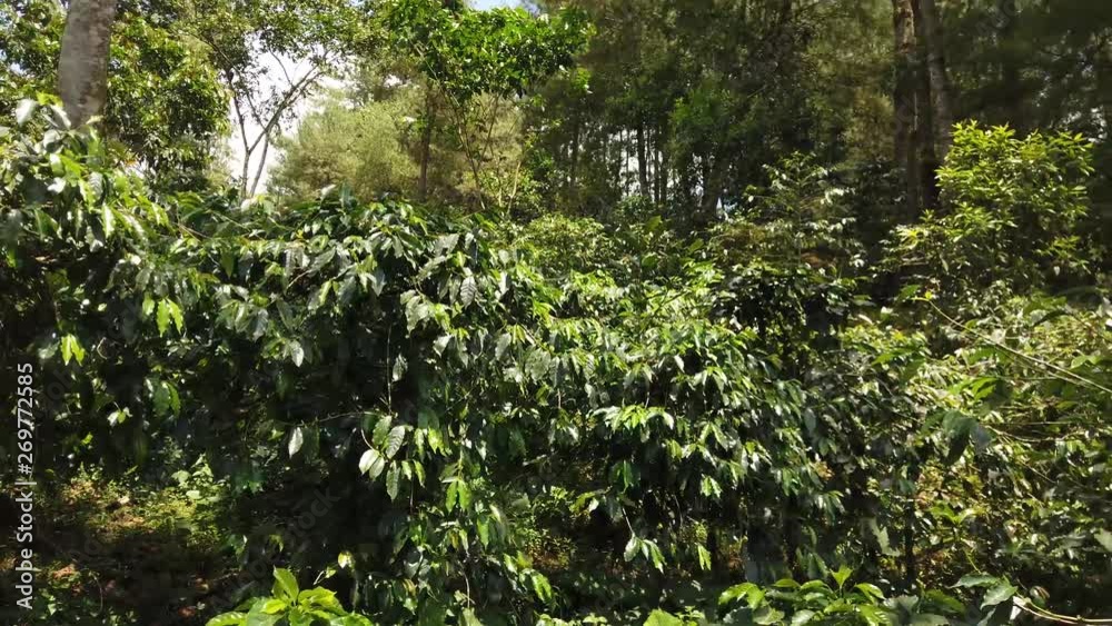 The wind blowing through a coffee plant in the forest. The wind blowing through a coffee plant in the forest.