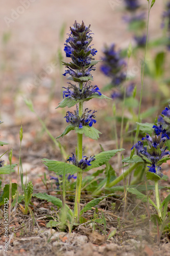 Ajuga  (Ajuga genevensis). photo