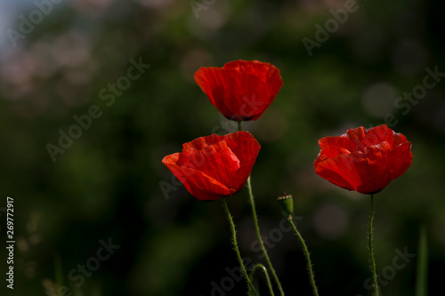 Poppy  Papaver rhoeas .