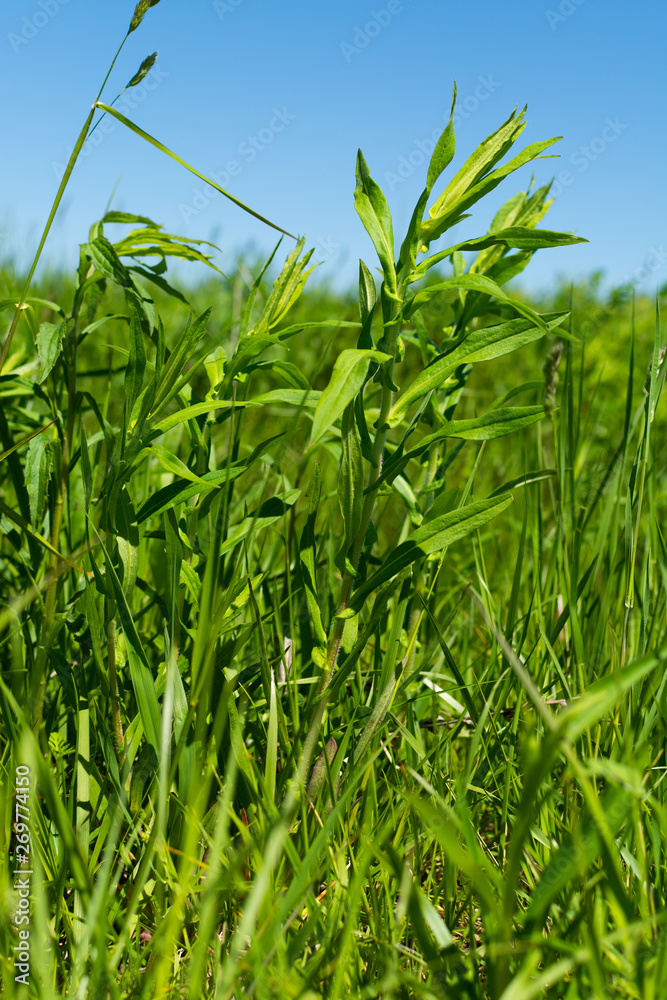 Fototapeta premium Spring vegetation