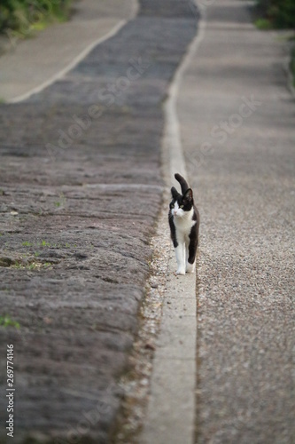 ねこ