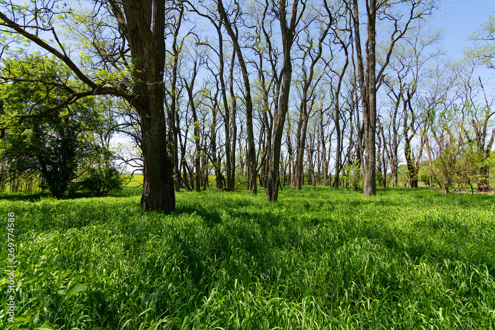 Spring woodlands