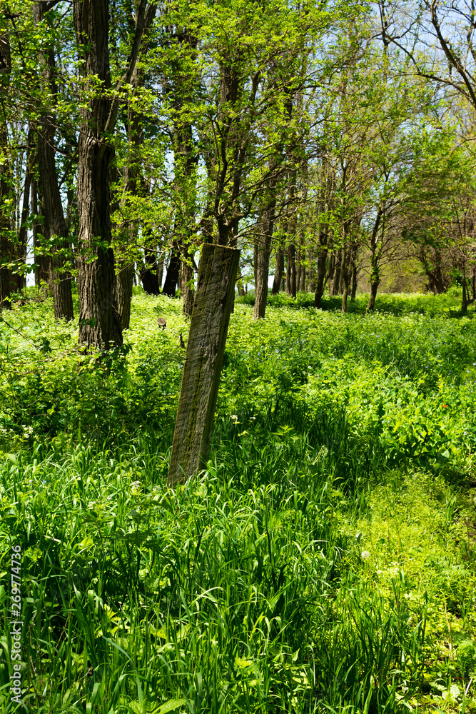 Wooden post in the woods