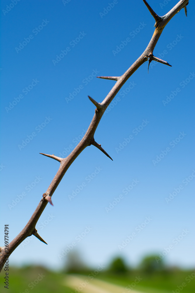 Thorns with blue sky background Thorns with blue sky background