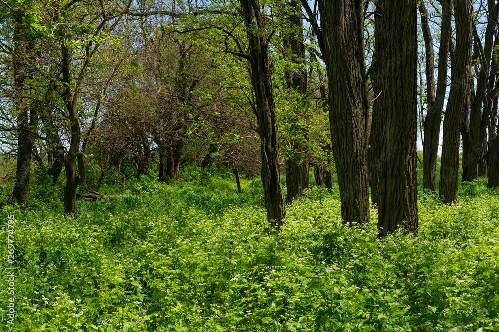 Fototapeta premium Spring woodlands