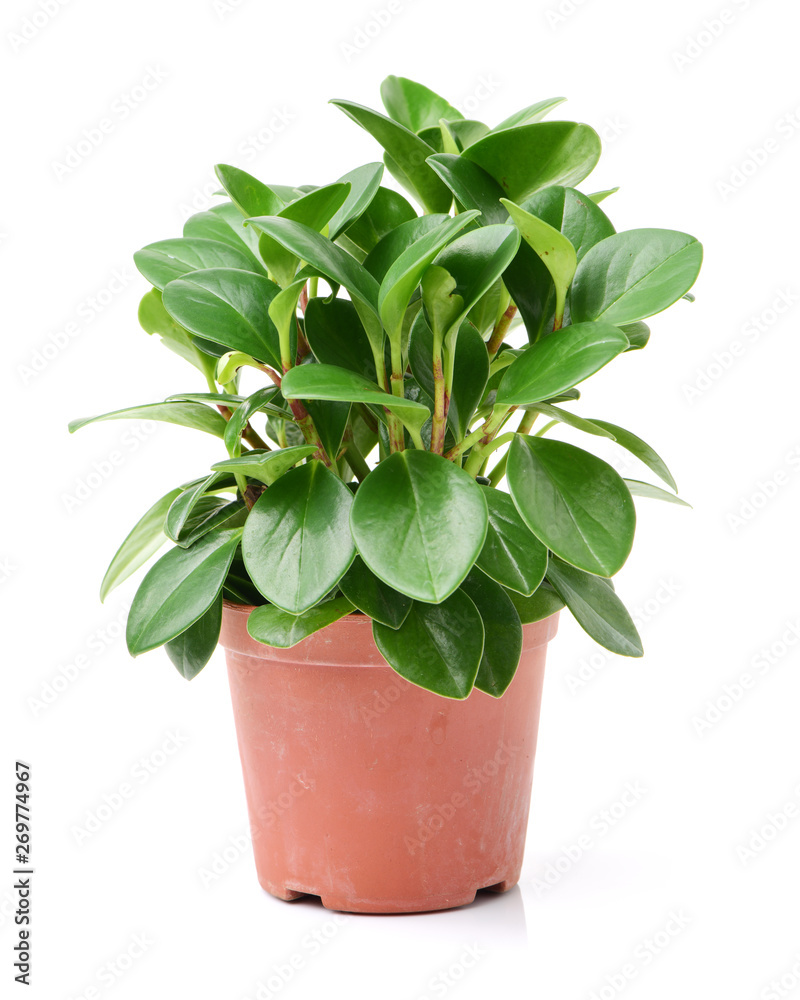 Obraz premium home plant in pot on white background