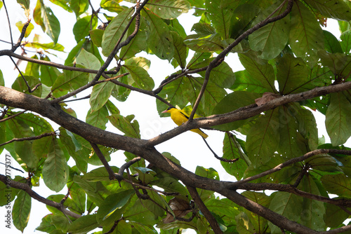 Black - naped oriole