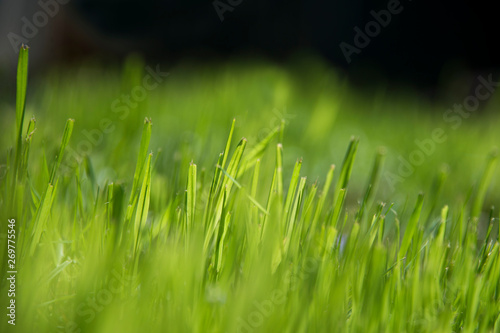 Green blades of grass in morning sunlight